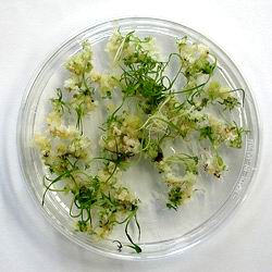 Honda Indonesia Image