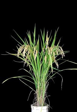 Honda Indonesia Image